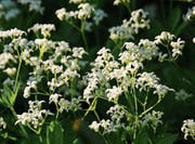 Ob in der Maibowle, im Tee oder in der Kräuterbutter: Der Waldmeister verhilft auch zu Gaumenfreuden. (Bild: Getty)
