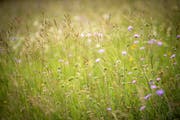 Eine Blumenwiese in Boltshausen, Ottoberg. (Bild: Reto Martin)