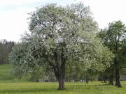 Nicht jeder Birnbaum eignet sich zum Telefonieren.