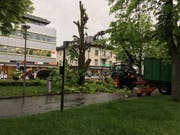 Der Baum wird innert kürze zerlegt. (Bild: Gianni Amstutz)