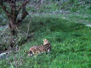 Baselbieter Wildhüter haben am Freitag einen Serval eingefangen. Die vermutlich in Würenlos AG entlaufene afrikanische Wildkatze war in den letzten Wochen mehrmals gesichtet und fotografiert worden. (Bild: Kanton Basel-Landschaft)