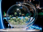 Einmal den Jackpot knacken - wer träumt nicht davon? (Bild: KEYSTONE/AP/MICHEL EULER)