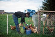 Basisausbildungen für Flüchtlinge – etwa in der Landwirtschaft – zeigen Wirkung. (Bild: Gian Ehrenzeller/Keystone (Schwarzenbach, 24. April 2019))