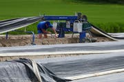 Unter der Folie: Weisse Spargeln dürfen kein Tageslicht sehen, sonst verfärben sie sich.