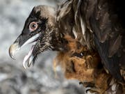 Erhält vorerst keine neuen Artgenossen aus der Zucht in der Schweiz: Bartgeier Fredueli bei der Auswilderung in Obwalden 2018. (Bild: KEYSTONE/ALEXANDRA WEY)