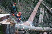 Forstfachleute im Einsatz für den Urner Wald. (Bild: PD)