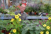 Gärtnermeister Peter Krebs geizt nicht mit Pflanztipps. (Bild: Margrith Pfister-Kübler)