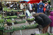 Der Setzlingsmarkt auf Schloss Wartegg ist ein Treffpunkt für alle aus der weiteren Region, die im Frühling ihren Garten neu bestücken wollen. Auch viele Stadtsanktgaller decken sich hier mit Pflanzen ein. (Bild: Reto Voneschen - 28. April 2019)