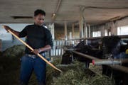 Fithawi Bereket füttert die Wasserbüffel auf dem Hof der Familie Künzle. (Bild: Gian Ehernzeller/Keystone)
