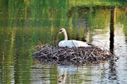 Nach dem Tod eines Schwanenweibchens am Alten Rhein sitzt nun das Männchen auf den Eiern und brütet. (Bild: Archiv/Tagblatt)