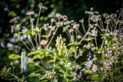 Ein Naturgarten mit blühenden Pflanzen wie dem Weissen Eisenhut. (Bild: Urs Bucher)