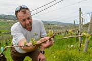 Der Weinbauer Markus Müller aus Weinfelden begutachtet die austreibenden Rebzweige. (Bild: Donato Caspari)