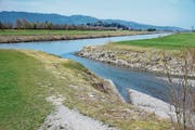 Nur wenn der Rhein mindestens etwas mehr als 400 Meter breit fliesst, kann ein Auenwald entstehen. Das wäre unterhalb der Frutzmündung möglich. (Bild: Kurt Latzer)