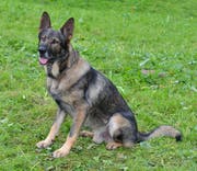 Erfolgreicher Einsatz am Sonntag: Polizeidiensthund Mitch (6) (Bild: PD / Luzerner Polizei)