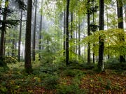Das Blätterdach im Wald hält die Hitze zurück. (Bild: KEYSTONE/ALEXANDRA WEY)