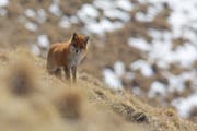 Sieht noch gesund aus: Fuchs im Winterfell (Bild: Hans Aeschlimann)