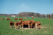 Kühe und Rinder bringen Sins nicht an die Spitze der Nutztierstatistik, aber Hühner, wie sie in modernen Ställen (im Hintergrund) gehalten werden. (Bild: Eddy Schambron)
