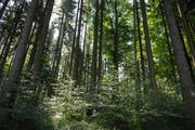 Der Wald bietet Schutz vor Hitze und Klimaerwärmung. Wald in thurgauischen Braunau Bild: Nana Do Carmo