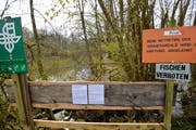 Der Eigentümer des Uttwiler Weihers hat den Fussweg über den Weiher mit Brettern versperrt. (Bild: Donato Caspari)