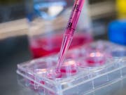 Der Europäische Forschungsrat ERC unterstützt mutige Projektideen herausragender Forschender. (Bild: KEYSTONE/TI-PRESS/GABRIELE PUTZU)