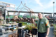 Urs Mühlbauer, Fachmarktleiter Do it + Garden und Micasa Home, freut sich über die Aufwertung des Gartencenters. (Bilder: Hansruedi Rohrer)