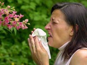 Welche Pollen liegen gerade in der Luft? Eine App verrät das zumindest für die Städte Biel und Luzern. (Bild: KEYSTONE/EPA DPA/KARL-JOSEF HILDENBRAND)