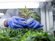 Trotz einer Ausnahmebewilligung des Bundesamtes für Gesundheit für das Arzneimittel Cannabisöl muss eine Solothurnerin zur verkehrsmedizinischen Untersuchung. (Bild: KEYSTONE/EPA MTI/BEA KALLOS)