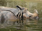 Ein seltenes Nashorn hat in Nepal einen Angler getötet. Der 46-Jährige hatte am Montagabend (Ortszeit) am Rande des Chitwan-Nationalparks in einem Fluss geangelt und war auf dem Heimweg, als ihn das Tier angriff. (Bild: KEYSTONE/DAPD/WINFRIED ROTHERMEL)