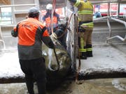Den Sturz in ein Gülleloch unversehrt überstanden: Eine trächtige Kuh ist in Meierskappel von der Feuerwehr gerettet worden. (Bild: Staatsanwaltschaft Luzern)