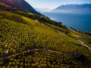 Eine aussergewöhnliche Weinernte hat das heisse und trockene Jahr 2018 gebracht. Im Bild Traubenlese im Lauvaux am Genfersee. (Bild: KEYSTONE/VALENTIN FLAURAUD)