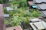 Blick in die Familiengärten an der Ruckhalde. Ihre Tage sind angesichts der Neubaupläne am Hang zwischen Oberstrasse und Riethüsli gezählt. (Bild: Reto Voneschen - 25. August 2018)