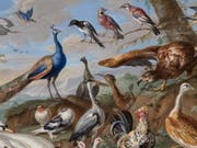 Das «Altmeisterwunder» des Kunstmuseums St. Gallen erhält Zuwachs. Das Museum hat rund 1500 Werke aus einer privaten Sammlung erhalten, darunter auch das Gemälde «Vögel in Landschaft» von Jan von Kessel.