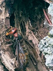 Hornisse sammelt Altholz für den Nestbau. (Bild: Martin Trendle)