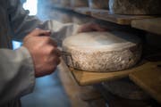 Bohrlinge werden gezogen, um den Käse auf Aussehen, Konsistenz und Geschmack zu testen.