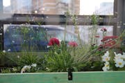 Ein Farbtupfer: In der Telefonzelle steht ein Hochbeet mit Blumen. (Bild: Reto Voneschen)
