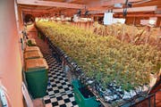 Eine grosse Hanfindoor-Anlage in Reichenburg, die 2017 von der Polizei ausgehoben wurde. (Bild: PD/Kantonspolizei Schwyz)