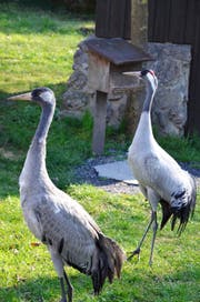 Unterscheiden lässt sich das neue Pärchen anhand des Kopfgefieders: Das Weibchen (rechts) hat einen ausgefärbten Kopf mit leuchtenden Farben. (Bild: Natur- und Tierpark Goldau)