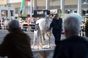 Auch Pferde haben seit vielen Jahren ihren festen Platz an der Offa in St. Gallen. Bild: Michel Canonica (St. Gallen, 11. April 2018)