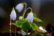 Vom regen nasse Blumen im Wald bei Abtwil: Diesen Pflanzen macht die Kälte nichts aus. (Leserbild: Ingrid Zürcher - 9. April 2019)