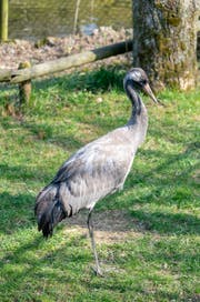 Der Neuankömmling. Seine gräuliche Kopfzeichnung verrät sein jugendliches Alter. (Bild: Natur- und Tierpark Goldau)