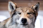 Ein präparierter Wolf, anlässlich der Ausstellung «Jäger, Tiere und Wilderer - Handwerk und Legenden in Nidwalden» im Nidwaldner Museum. (Bild: Keystone/ Alexandra Wey, 3. April 2019)