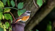 Der Gartenrotschwanz gehört zu den gefährdeten Vögeln. Am Werdenberger Binnenkanal in Burgerau konnte er vergangenes Jahr fotografiert werden. (Bild: Fredy Buchmann)