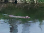 Ein Biber schwimmt in der Murg bei Frauenfeld. (Bild: Sebastian Keller)