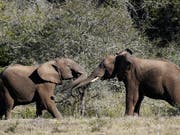 Wilderei setzt den Elefanten in Afrika weiterhin stark zu. Das Überleben der Dickhäuter bleibt gefährdet. (Bild: KEYSTONE/EPA/SERGEY DOLZHENKO)