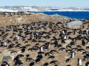 Eine Kolonie Adeliepinguine. Die Ausscheidungen von Pinguinen und See-Elefanten fördern die Artenvielfalt in der Antarktis. (Bild: Keystone/EPA AAD/ANTHONY FLEMING/AUSTRALIAN ANTARCTIC DIVISION)