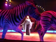 Ende nach 158 Jahren: Der Circus Nock stellt seinen Betrieb ein. Die Foto stammt von der Saisonpremiere in Frick AG vor 16 Jahren. (Bild: KEYSTONE/CALIOPE FOSCHINI)