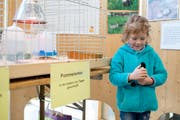 Ein Mädchen geht an der Kleintierausstellung auf Tuchfühlung. (Bild: Maria Schmid, Oberägeri, 12. Mai 2019)