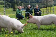 Bei trockenem Wetter werden die «Wiesenschweine» ihrem Namen gerecht und dürfen auf die Wiese (von links): Franz Studer, Oliver Hess und Josef Schmied. (Bild: Boris Bürgisser, Schüpfheim 10. Mai 2019)