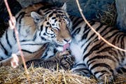 Im Frühling 2018 kamen im Walter-Zoo drei Tiger auf die Welt. Eines der Jungtiere musste später eingeschläfert werden. (Bild: Michel Canonica)