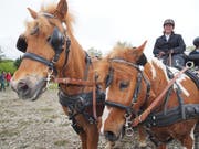 Auch das gibt es: Zweispänner mit Ponys. (Bilder Jörg Roth)